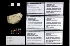 Foto (Objekt + Etikett) von Decapoda indet. (lobster)  (NHMW-GEO-1990-0041-2649a)